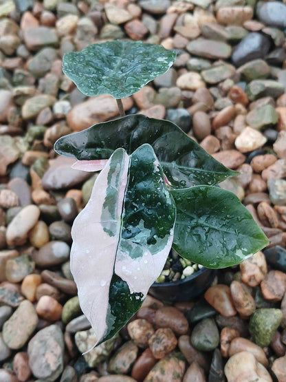 Alocasia Chantrieri Pink / Alocasia Sanderiana Bull - Sur Mesure