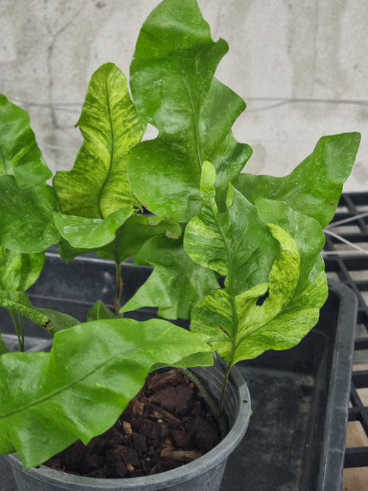 Sur mesure - Drynaria quercifolia, Microsorum scolopendria variegated, Adiantum Variegated Green and White Plants