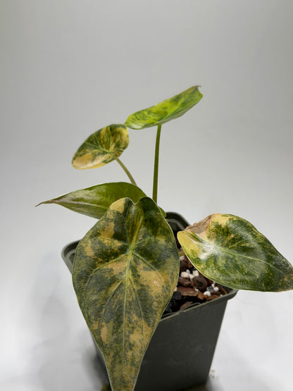 Alocasia Wentii Aurea