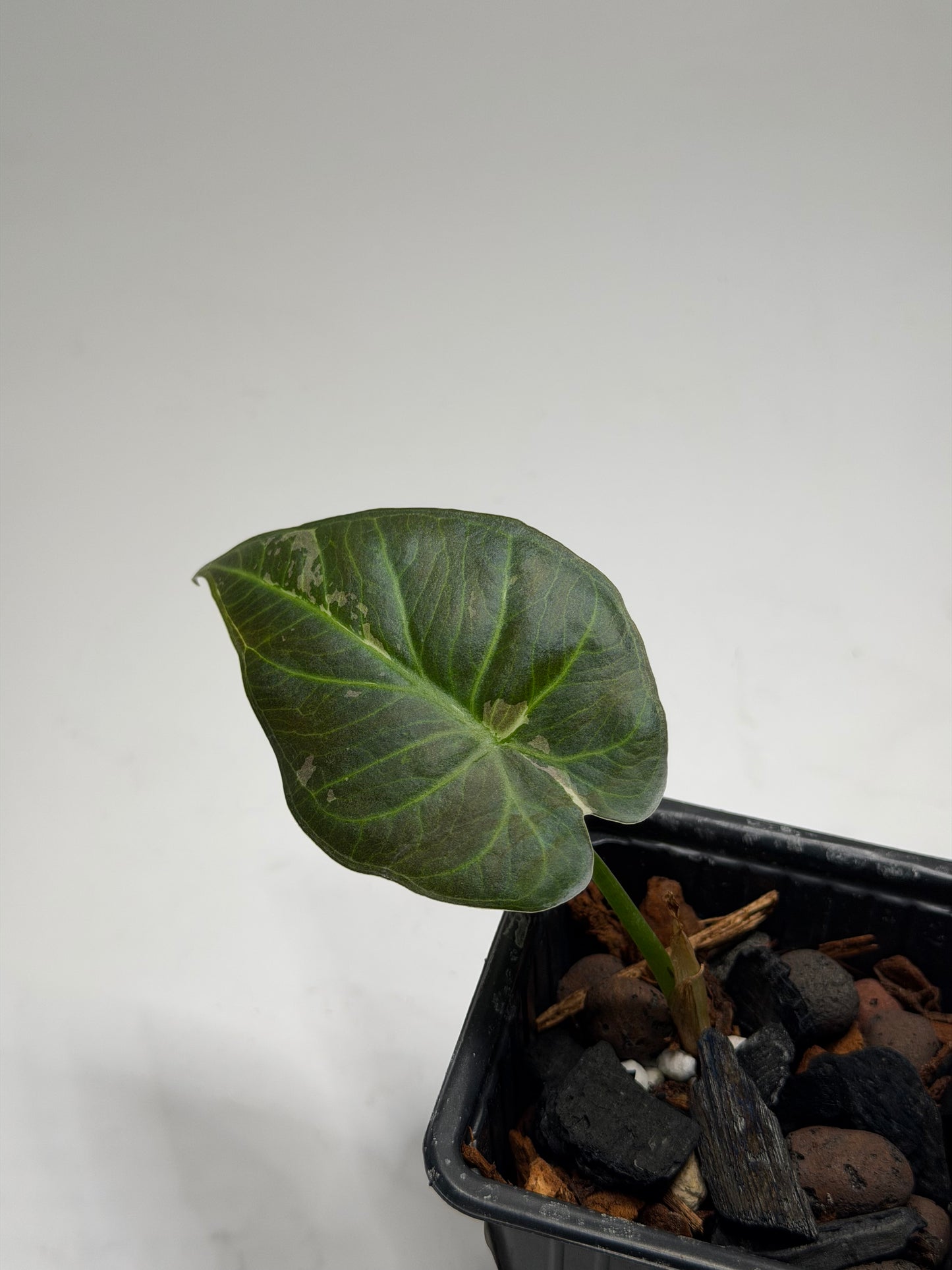 Alocasia Regal Shield Albo Variegata