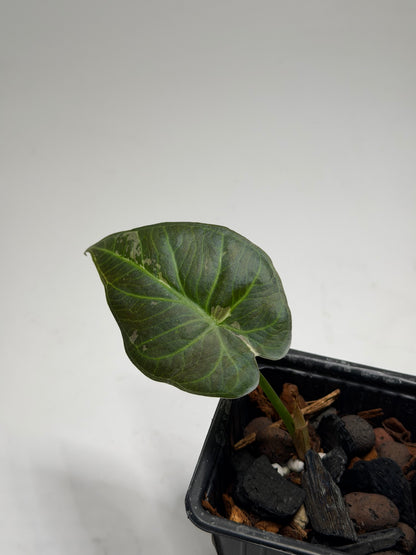 Alocasia Regal Shield Albo Variegata