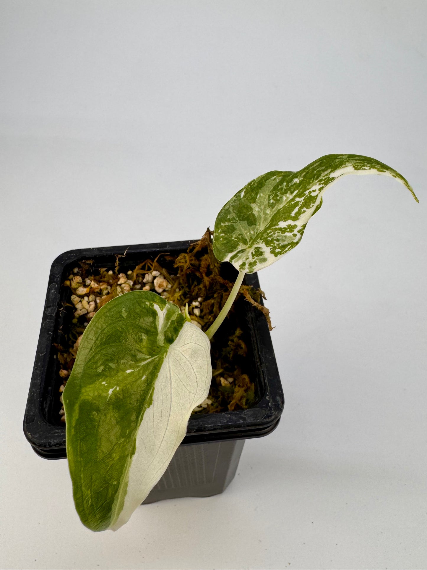Alocasia Cuculatta « Wagyu » Albo Variegata