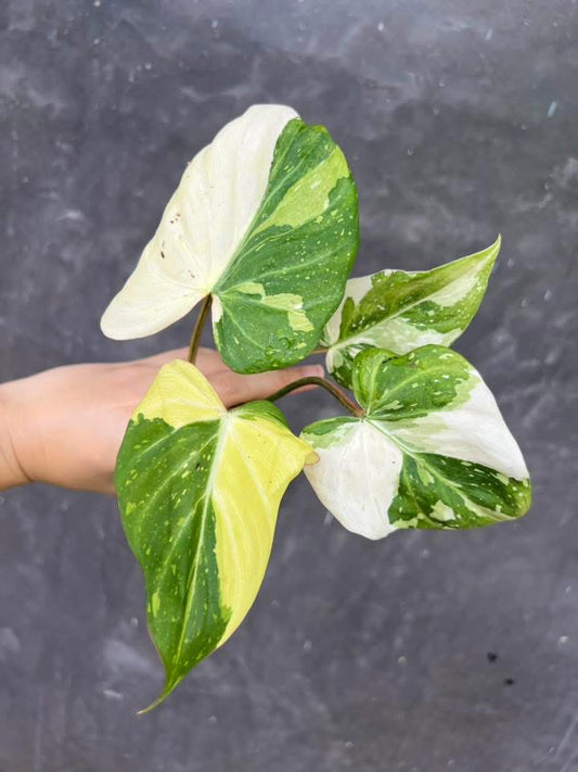Philodendron Gloriosum Tricolor - Livraison 30 jours