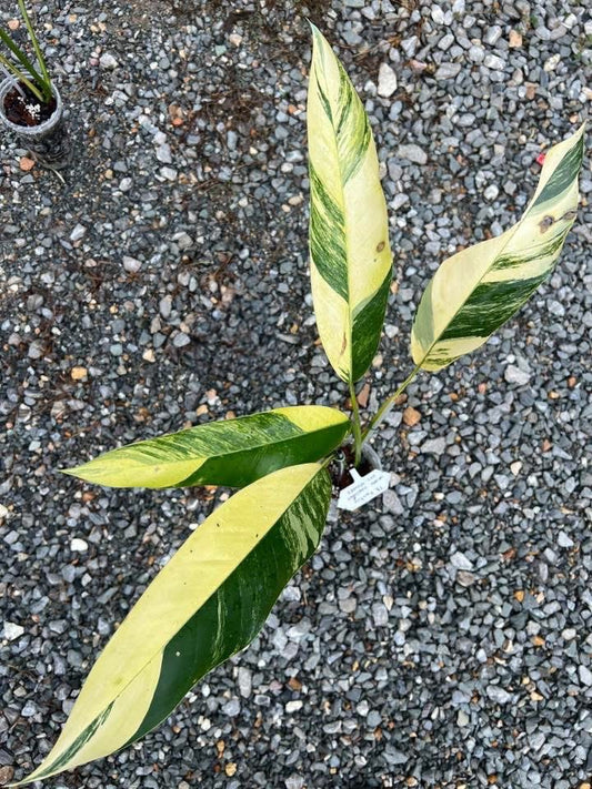 Epipremnum Giganteum Aurea Var