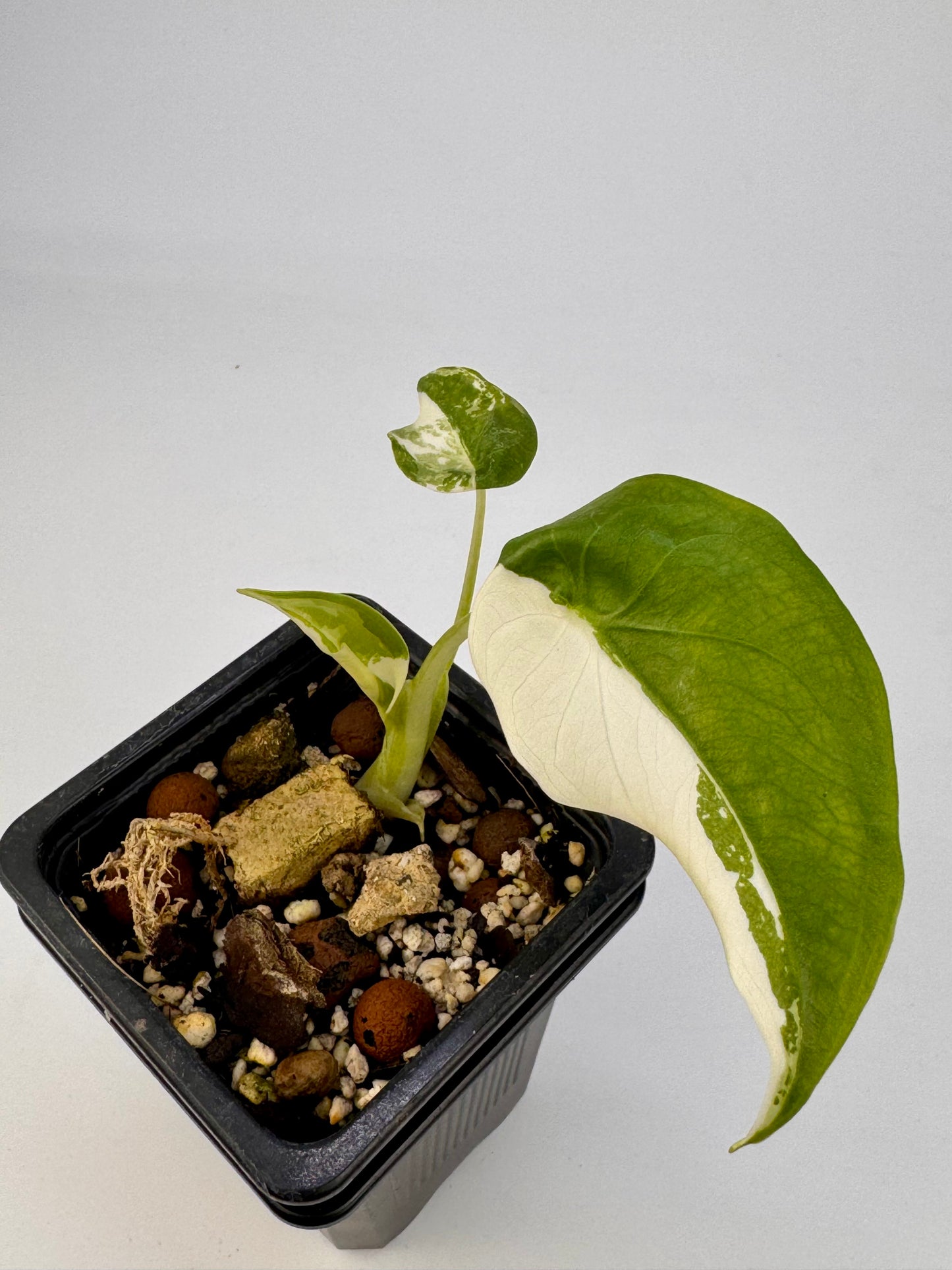 Alocasia Cuculatta « Wagyu » Albo Variegata