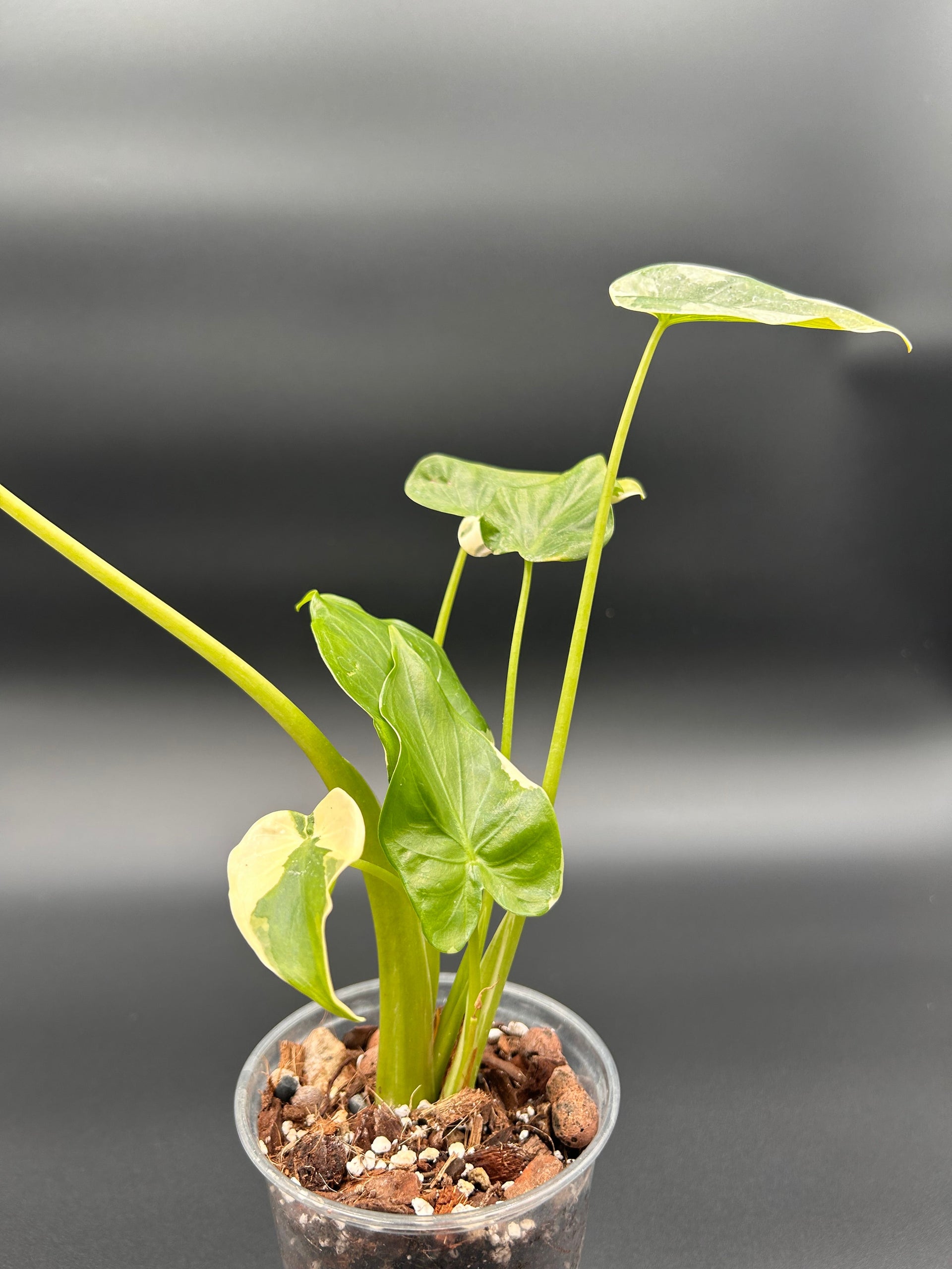 Alocasia Cucullata Albo Variegata – Rare tropical plant – Green and White  Plants