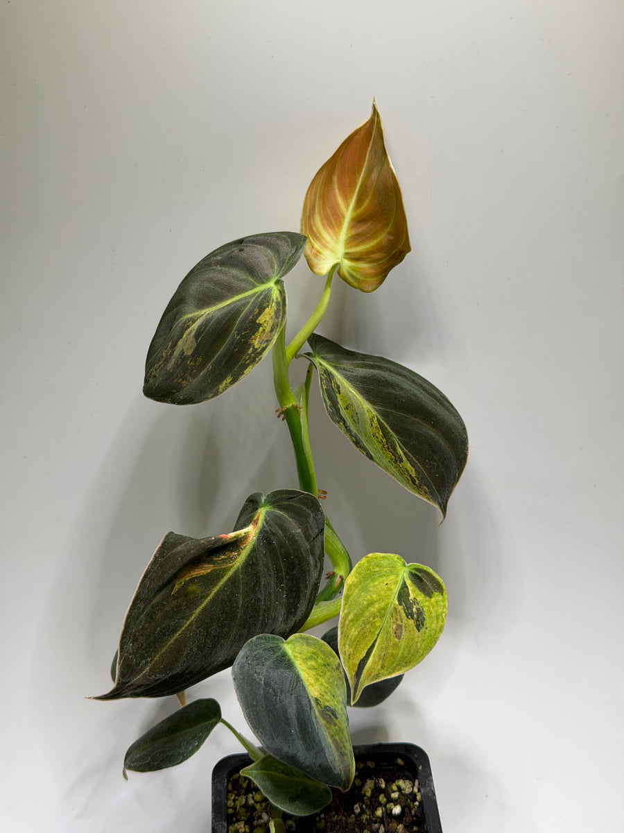 Philodendron Melanochrysum Variegata