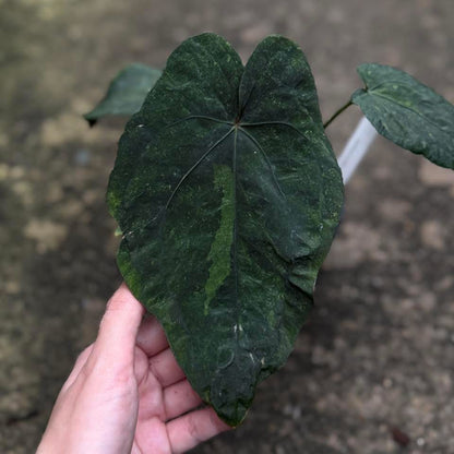 Anthurium Anthurium Dressleri x Red dark phoenix (Mutation Variegata) - Livraison 30 jours