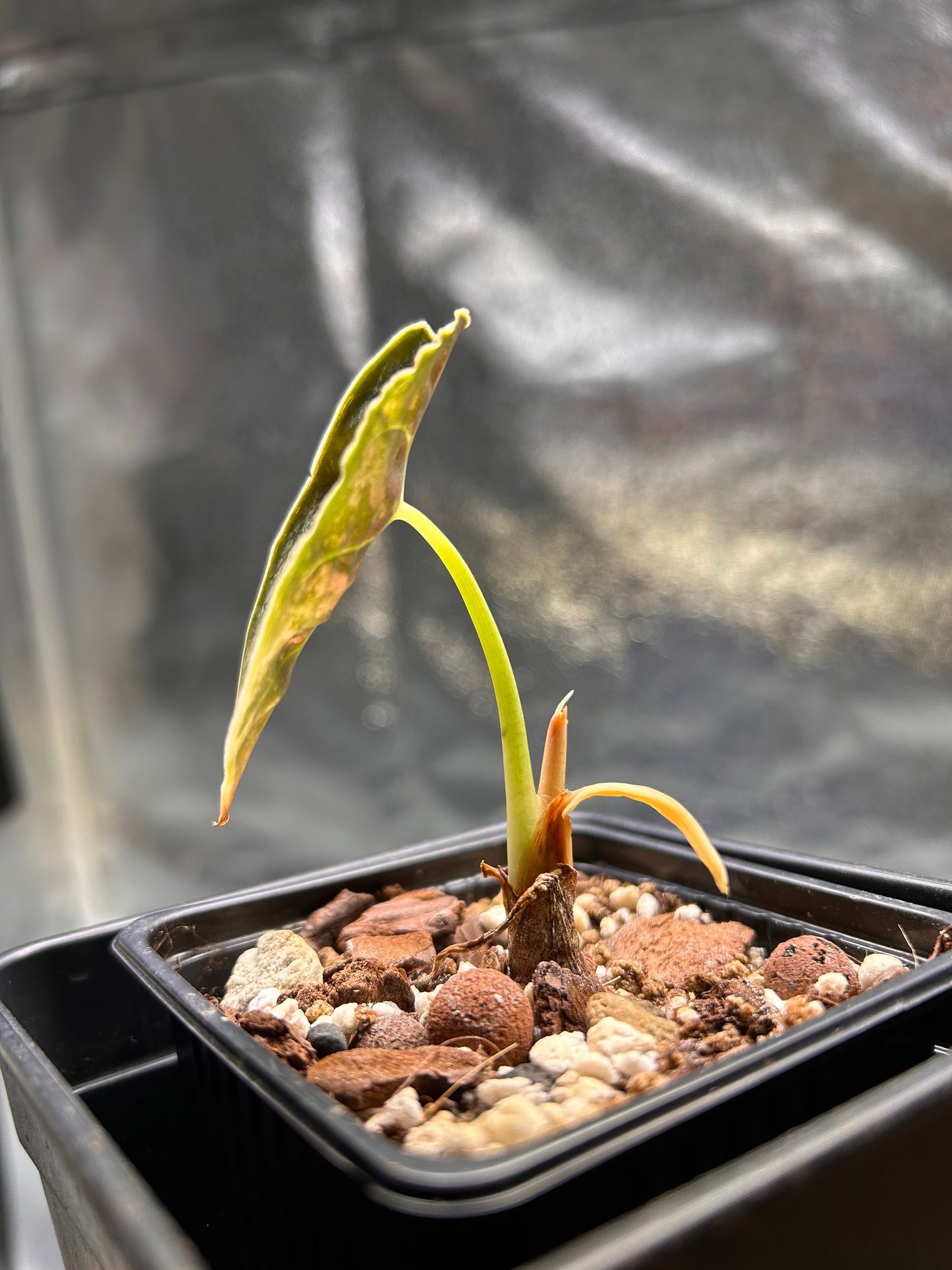 Alocasia Pseudo Sanderiana Albo/Pink / Alocasia Azlanii Gold - Sur Mesure