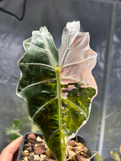 Alocasia Amazonica Albo Pink Variegata - Bulbe