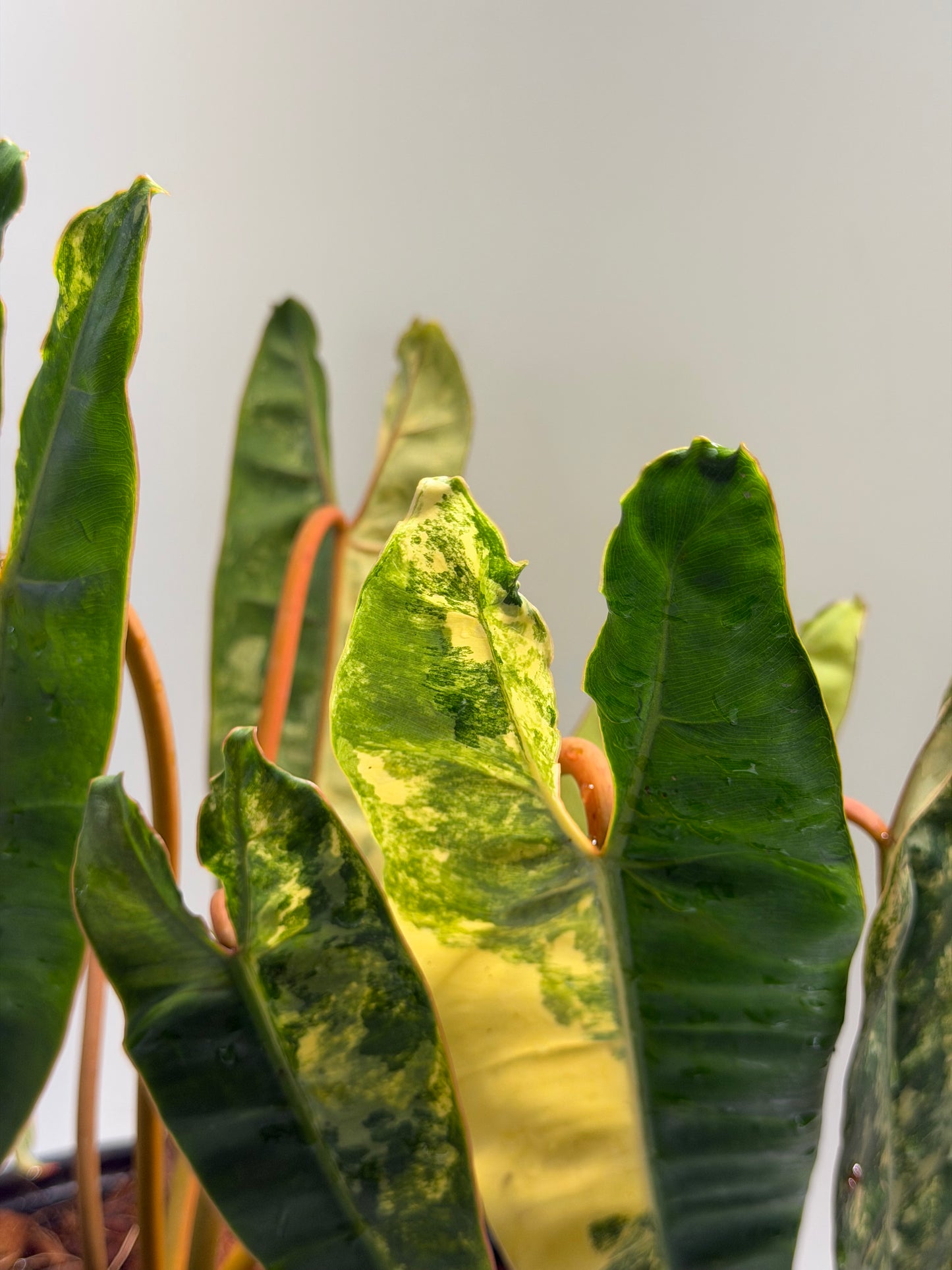 Philodendron Billitiae Var