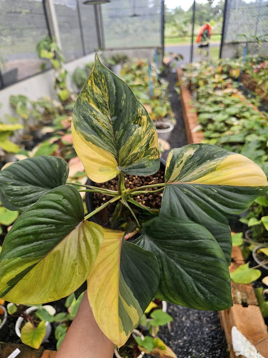 Homalomena Amber Naka Variegata - 30-day delivery