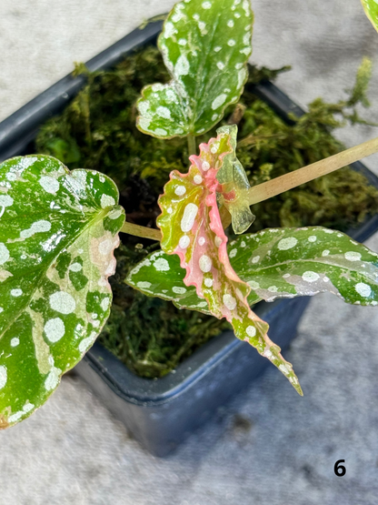Bégonia Maculata Pink Variegata