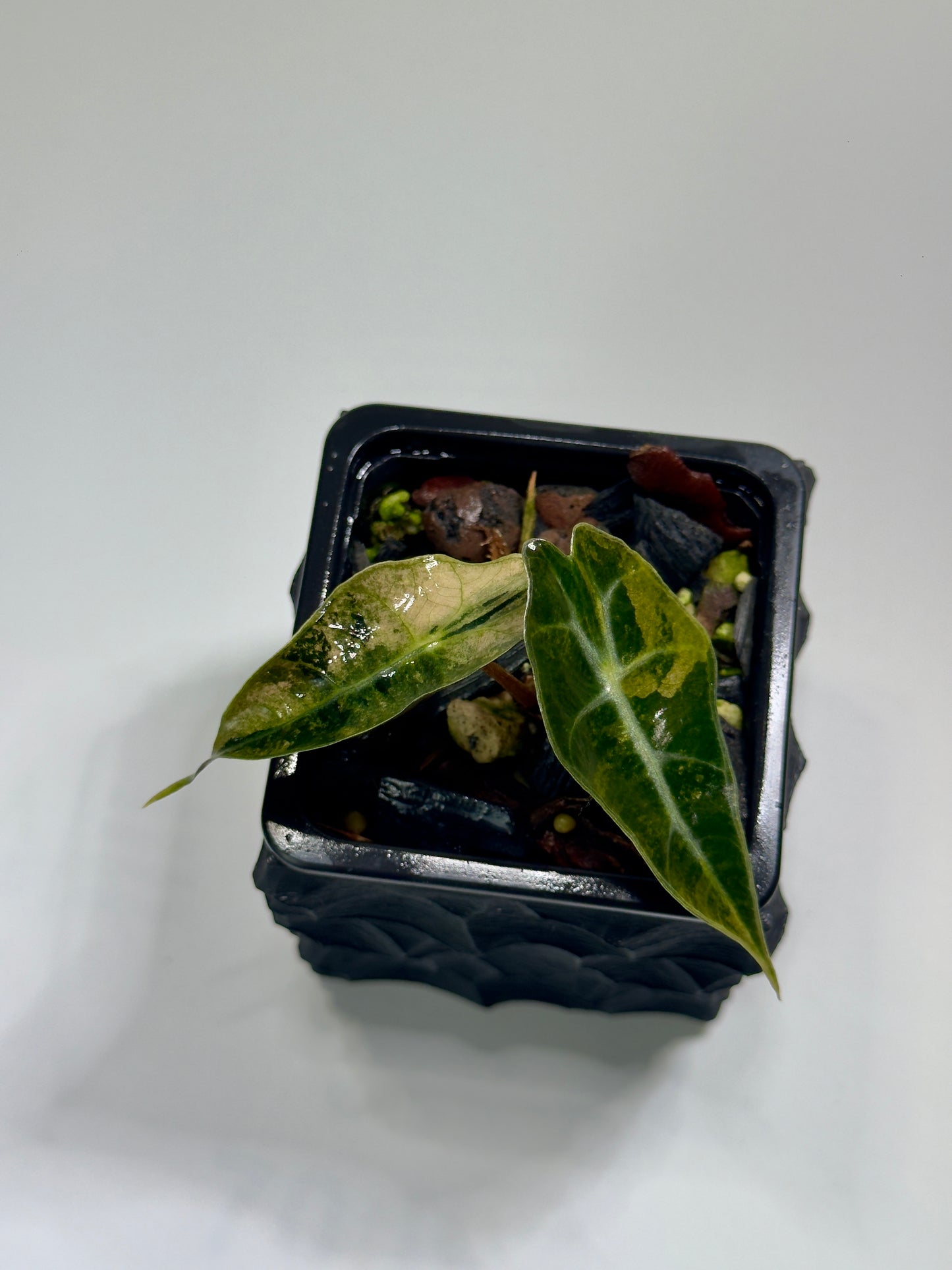 Alocasia Amazonica Pink Albo