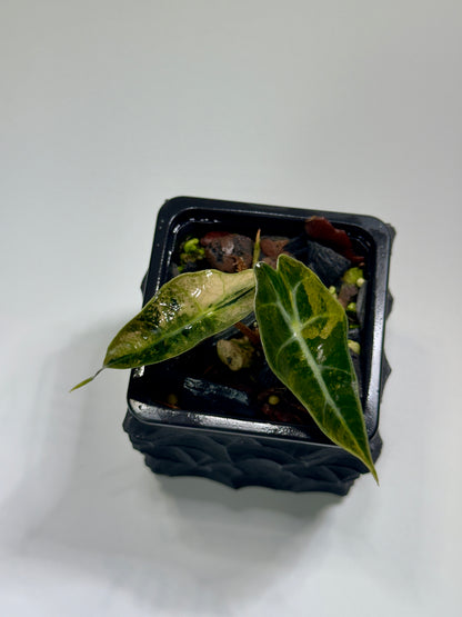 Alocasia Amazonica Pink Albo