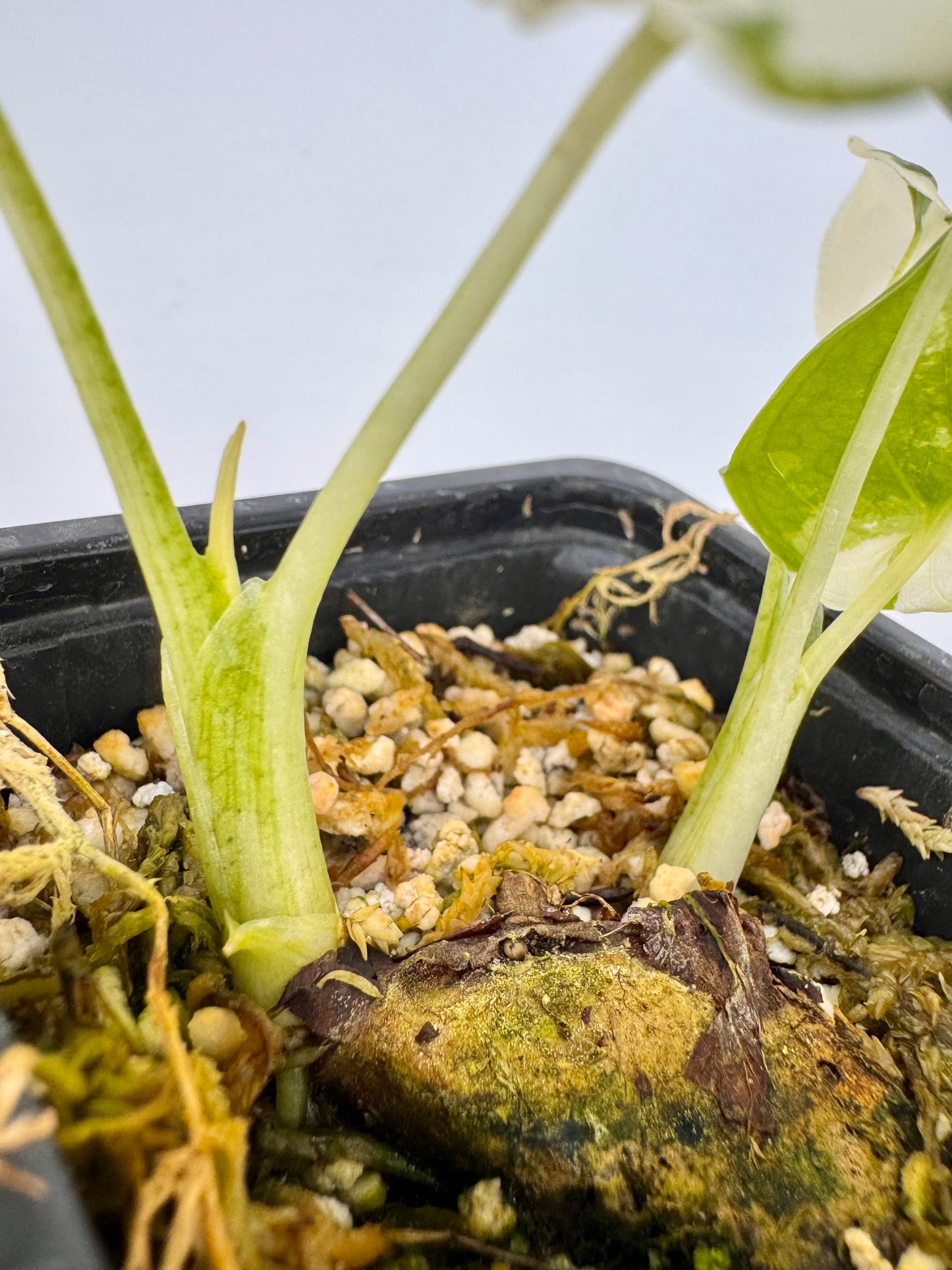 Alocasia Cuculatta « Wagyu » Albo Variegata