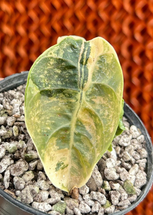 Bulbe Alocasia Azlani Tricolor