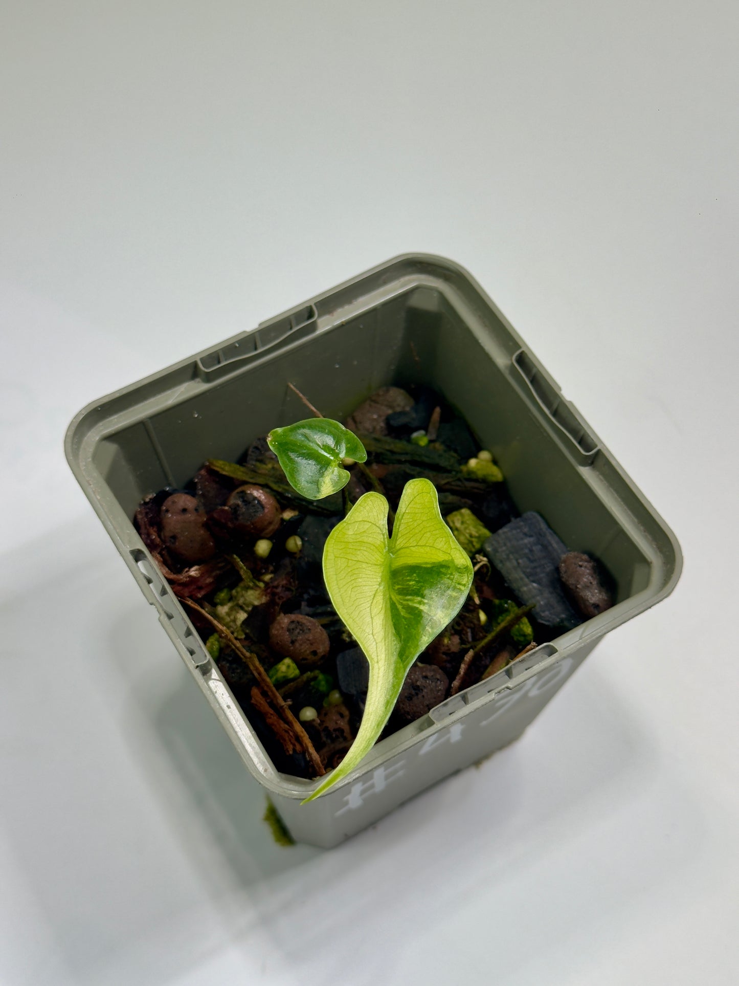 Alocasia Stingray Aurea Mint
