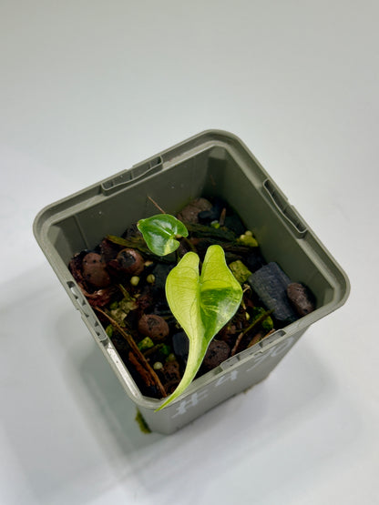 Alocasia Stingray Aurea Mint