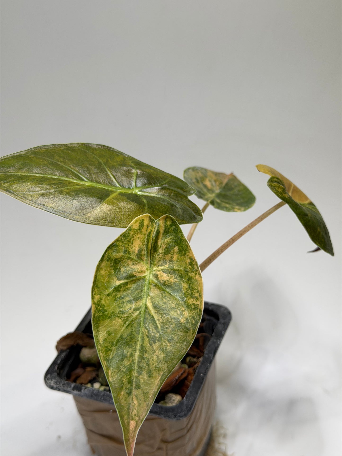 Alocasia Wentii Aurea