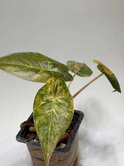 Alocasia Wentii Aurea