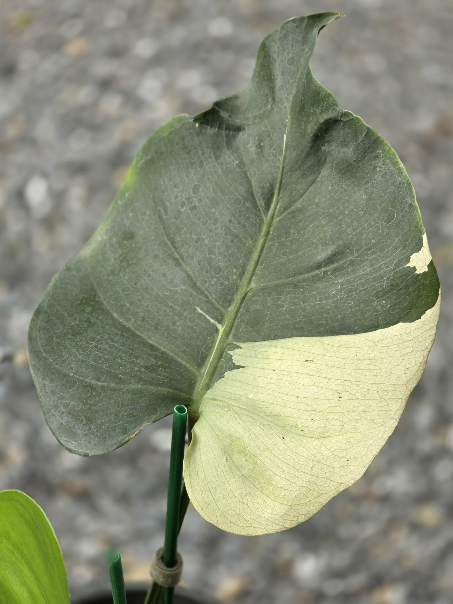 Monstera Deliciosa Brazilian Blue Mint - Livraison 30 jours