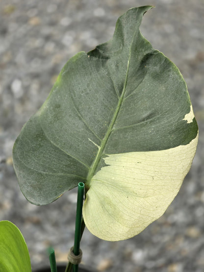 Monstera Deliciosa Brazilian Blue Mint - Livraison 30 jours
