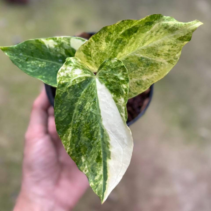 Anthurium Queen Crystal × (Velvet Mask) Var.