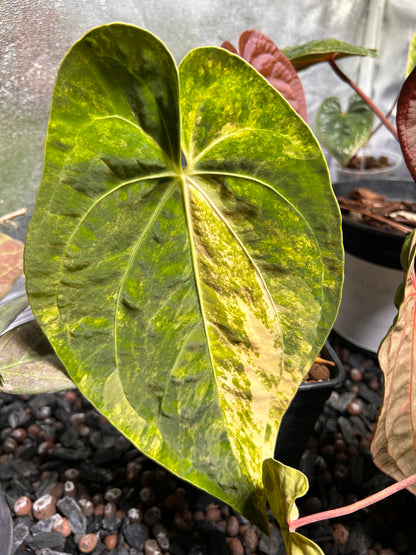 Substrat Anthurium Professionnel (5L)