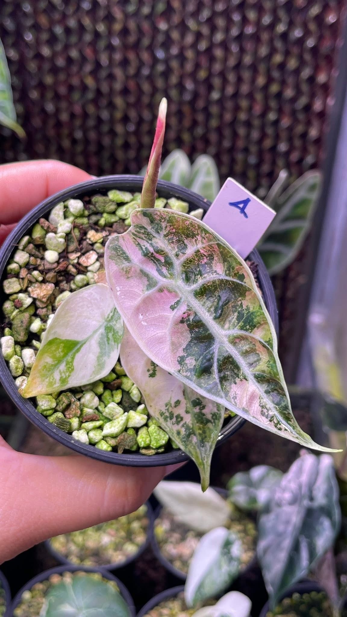 Alocasia Watsoniana « Glossy » Pink Variegata - Livraison 15 jours
