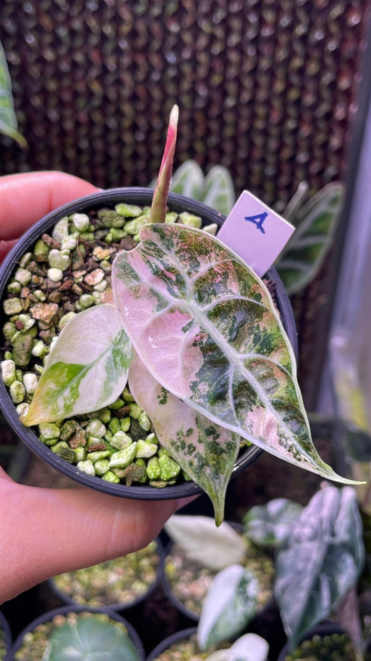 Alocasia Watsoniana « Glossy » Pink Variegata - Livraison 15 jours