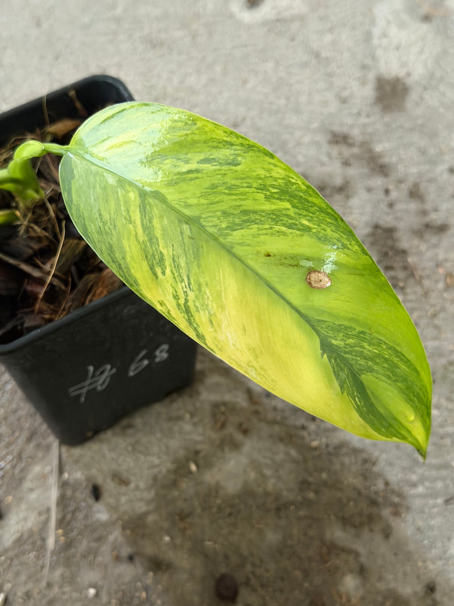 Epipremnum Giganteum Aurea Var