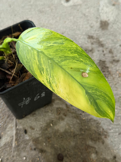 Epipremnum Giganteum Aurea Var