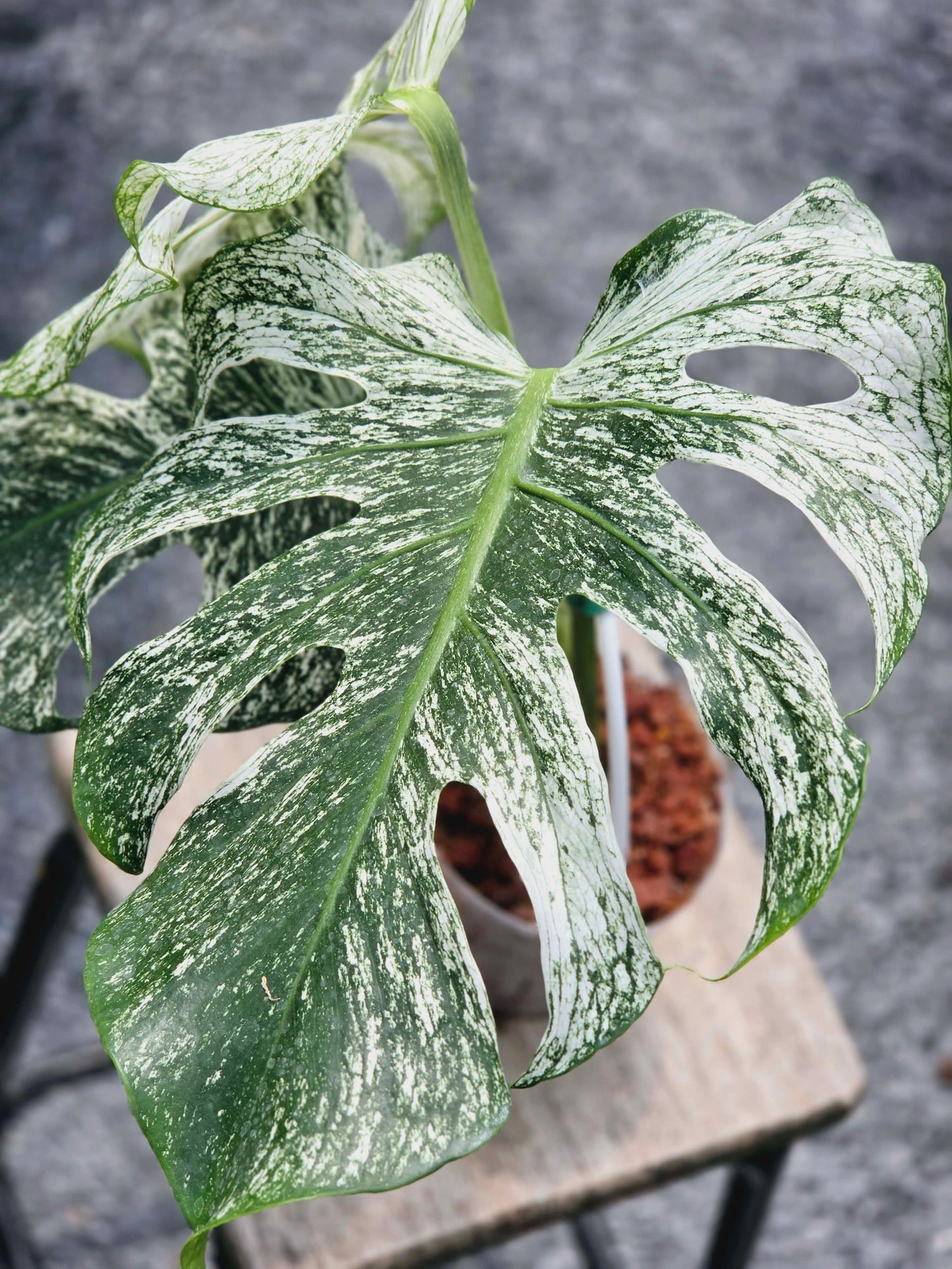 Monstera Devil Monster