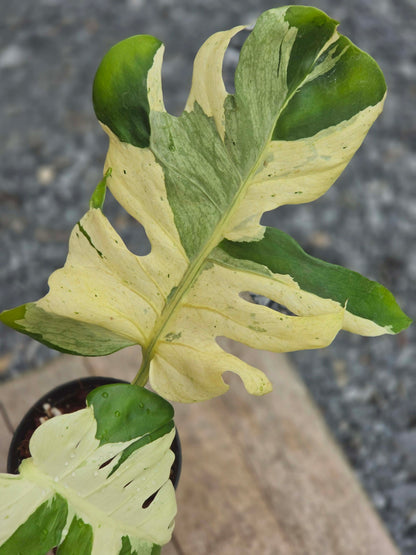 Monstera Master Piece MC USA