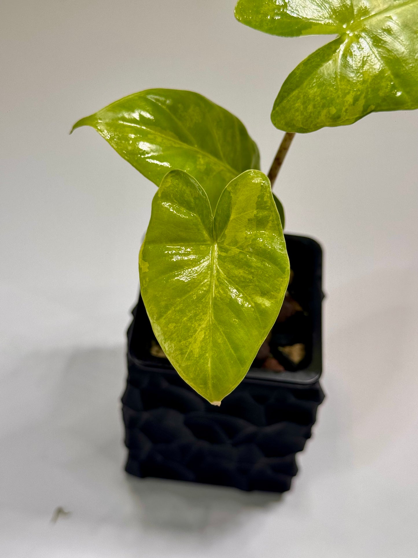Alocasia Macrorrhizos Aracea Sp. Borneo Aurea