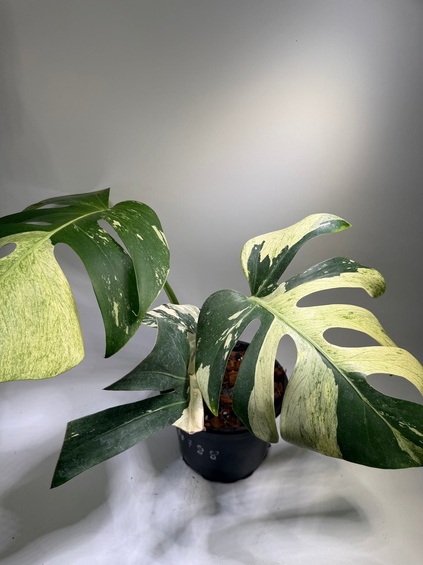 Monstera Jungle Mint