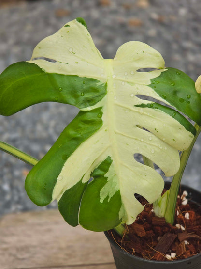 Monstera Master Piece MC USA