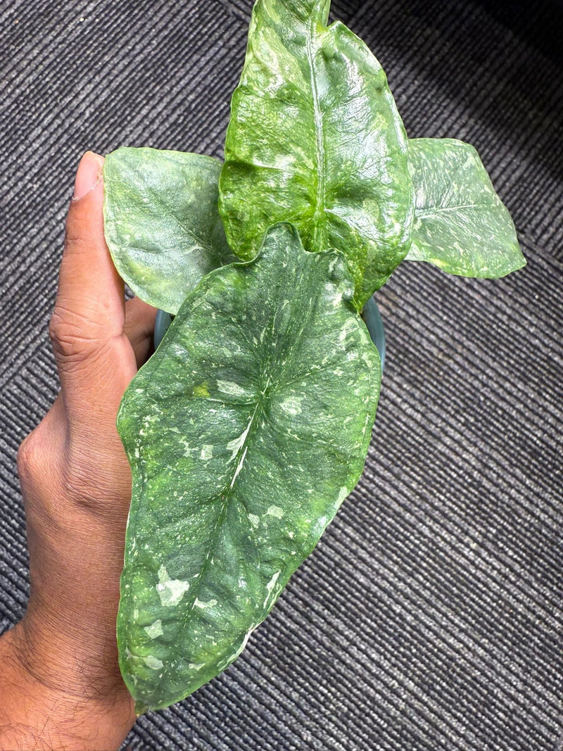 Alocasia Dragon Breath Albo - Pre-order