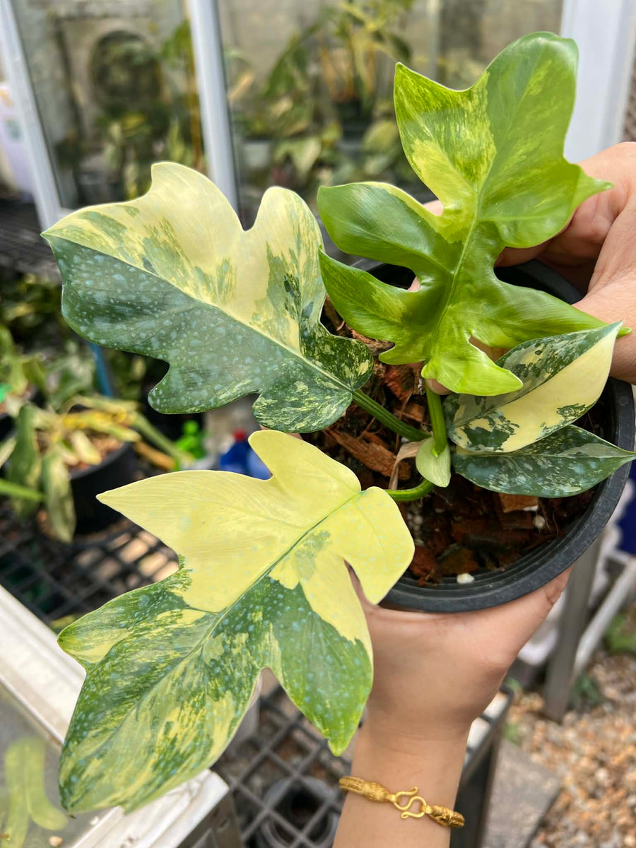Philodendron Distan. Var