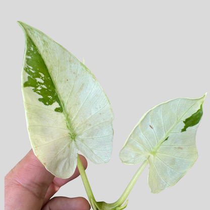 Alocasia Gaganea Albo Variegata - Bulbe