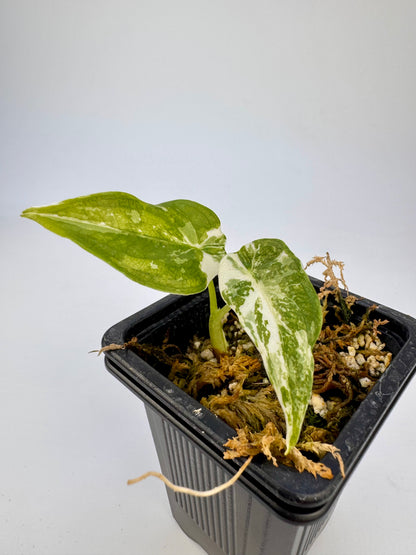 Alocasia Cuculatta « Wagyu » Albo Variegata