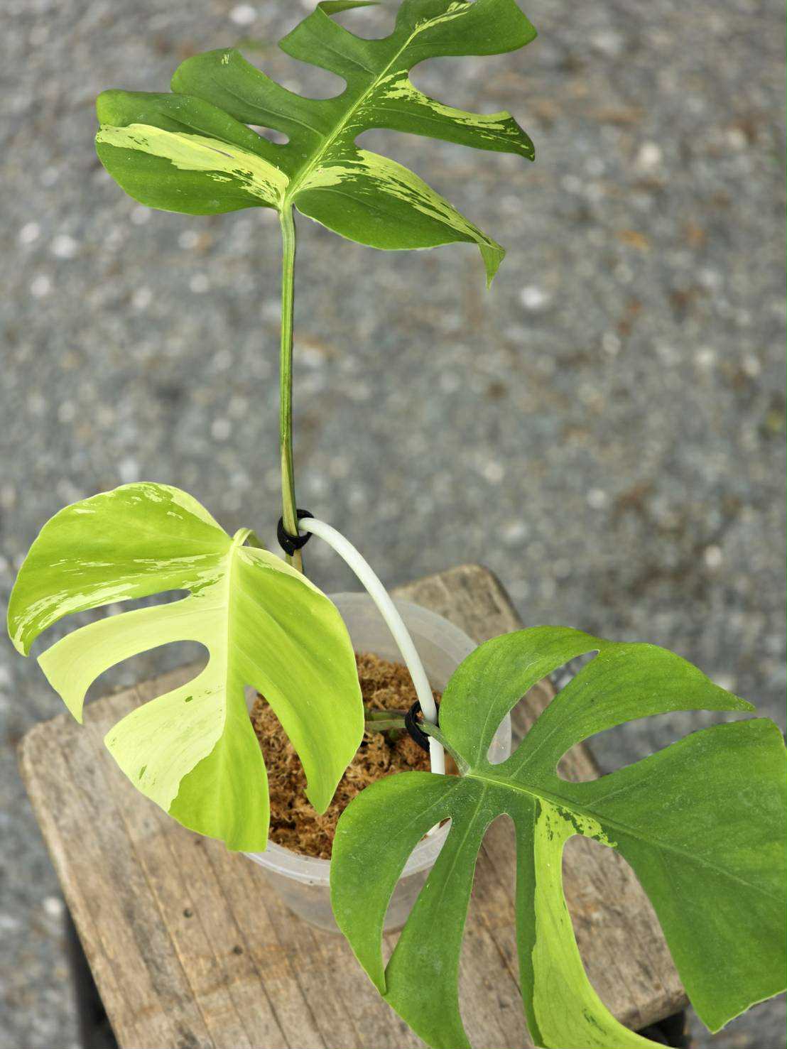 Monstera Deliciosa Light Lime - Livraison 30 jours