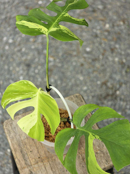 Monstera Deliciosa Light Lime - Livraison 30 jours