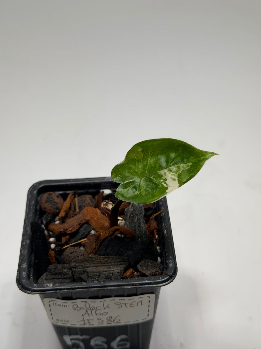 Alocasia Black Stem Albo