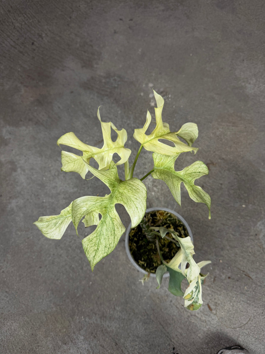 Raphidophora Tetrasperma Ginny White Monster