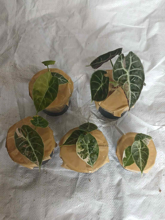 Alocasia Watsoniana « Glossy » Pink - Livraison 15 jours