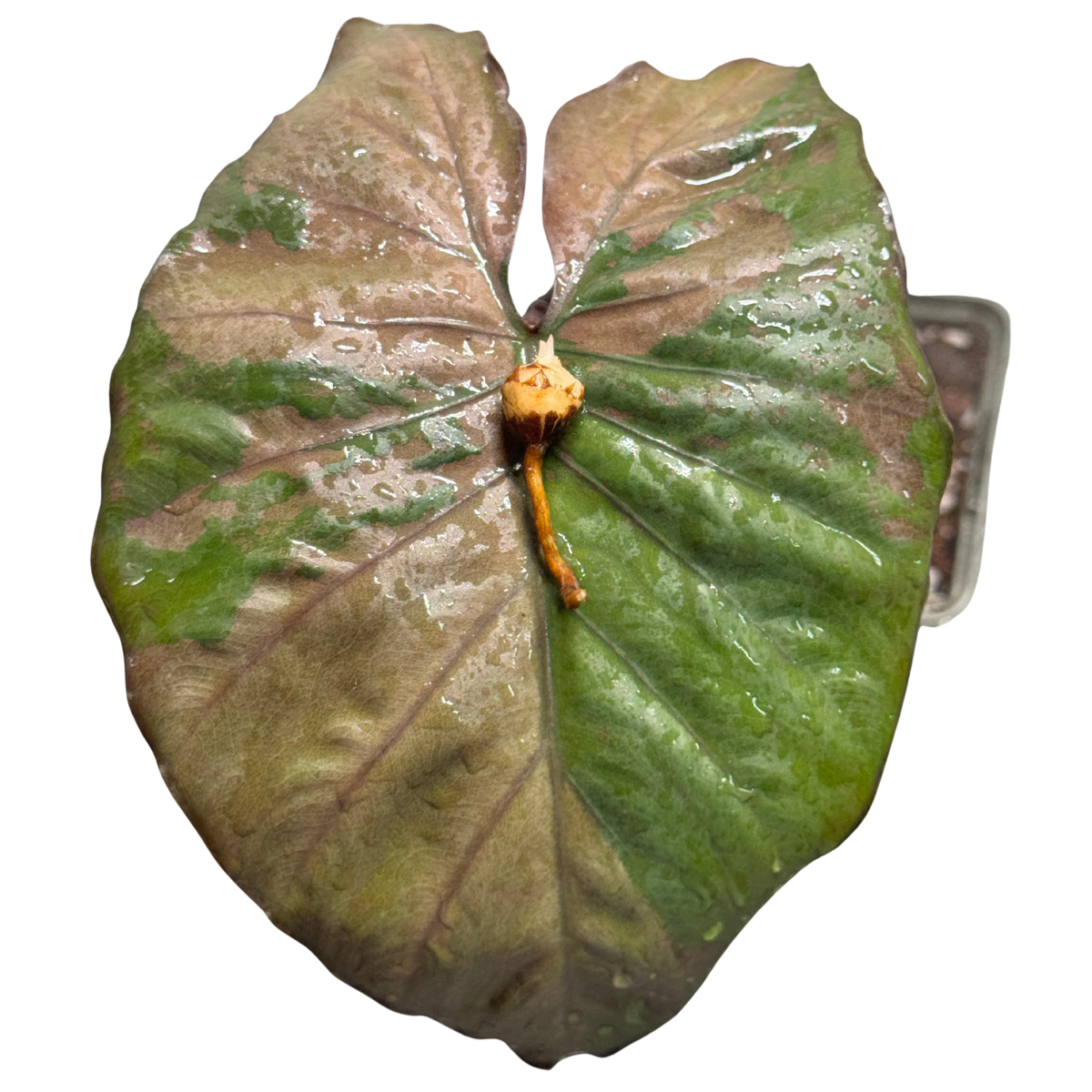 Alocasia Serendipity Pink - Bulbe