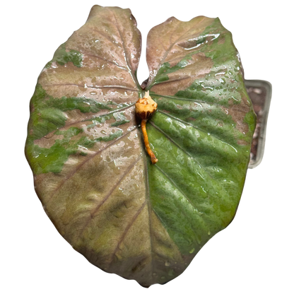 Alocasia Serendipity Pink - Bulbe