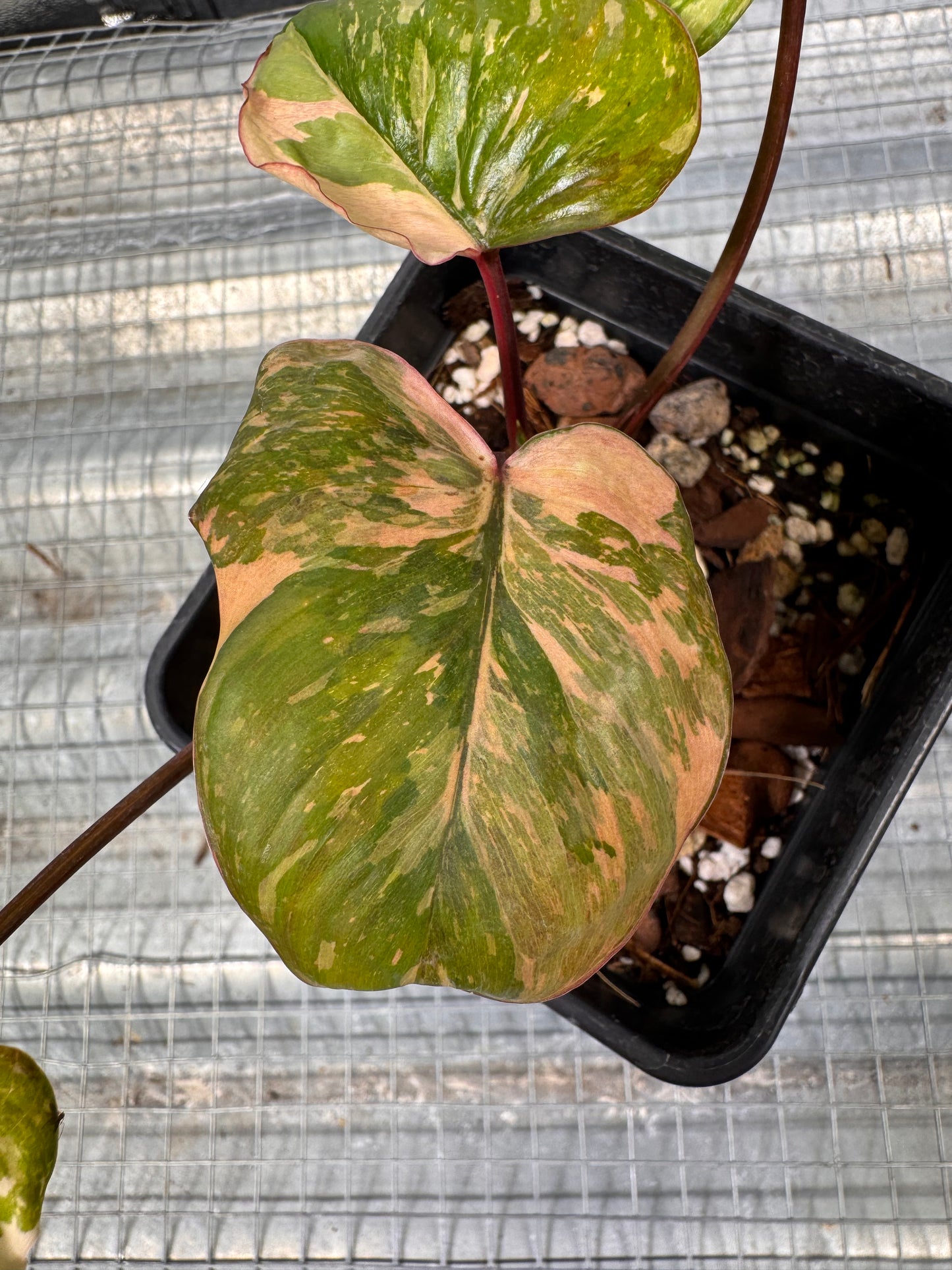 Homalomena Rubescens Pink Mutation Variegata